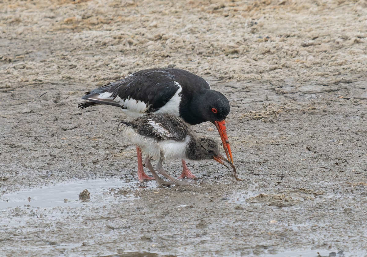 Eurasian Oystercatcher - ML621439864