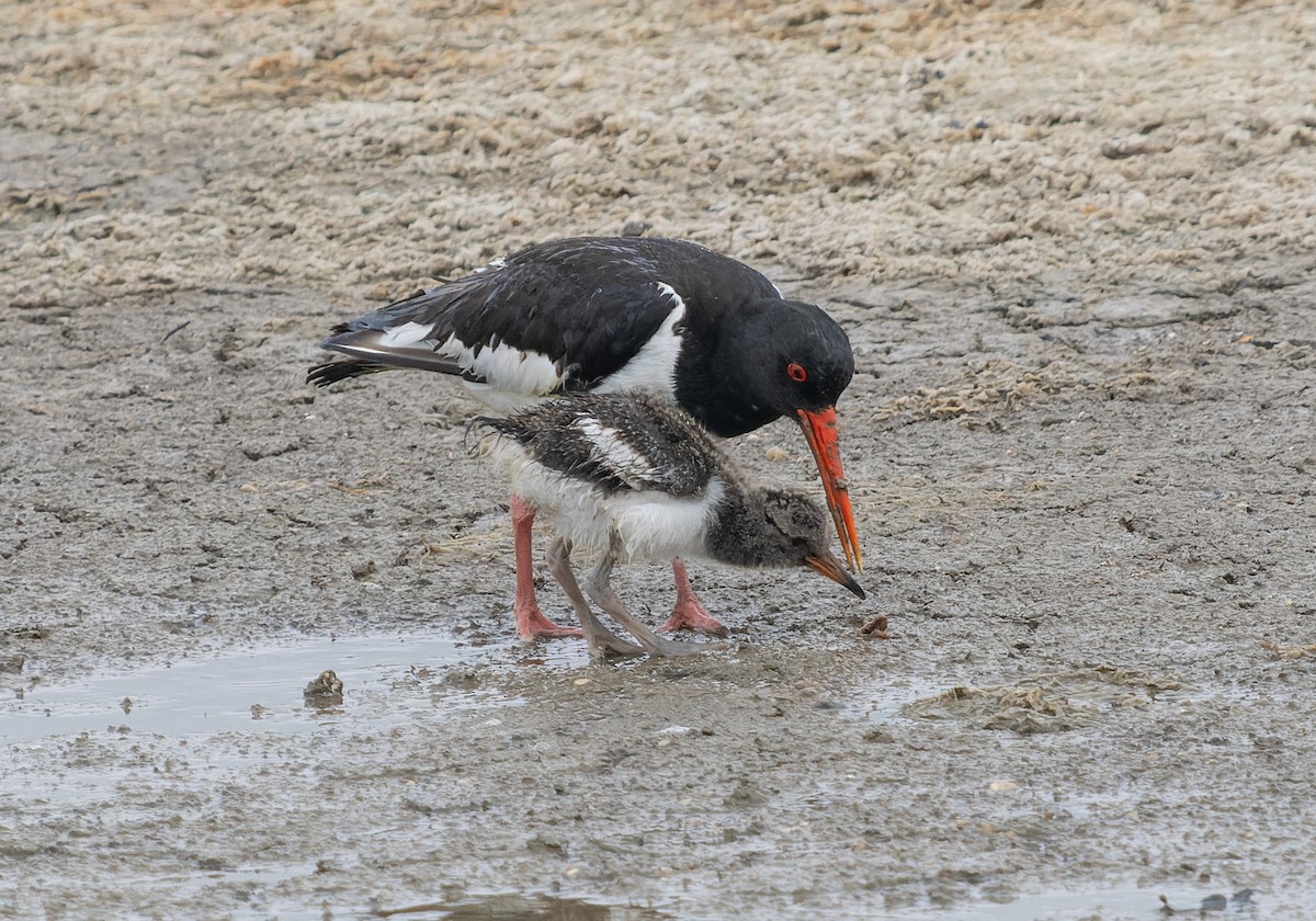 Eurasian Oystercatcher - ML621439865