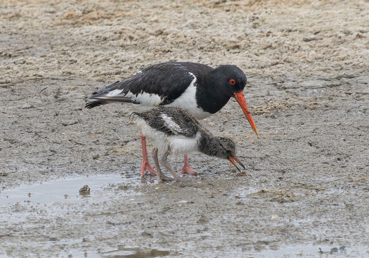 Eurasian Oystercatcher - ML621439866