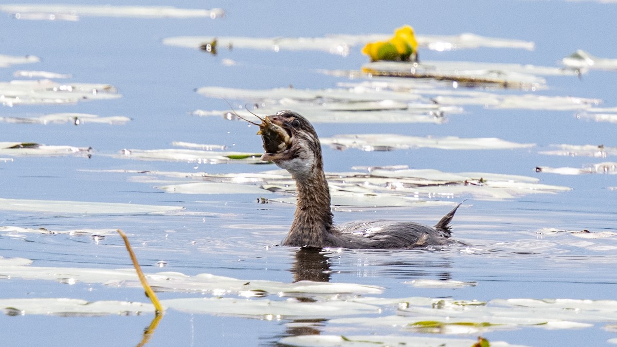 Pied-billed Grebe - Robert & Susan Codd