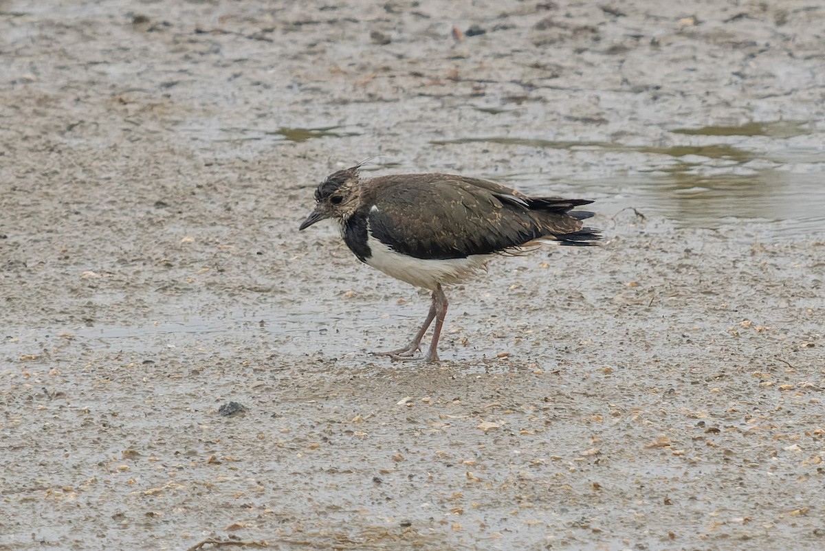 Northern Lapwing - ML621439947