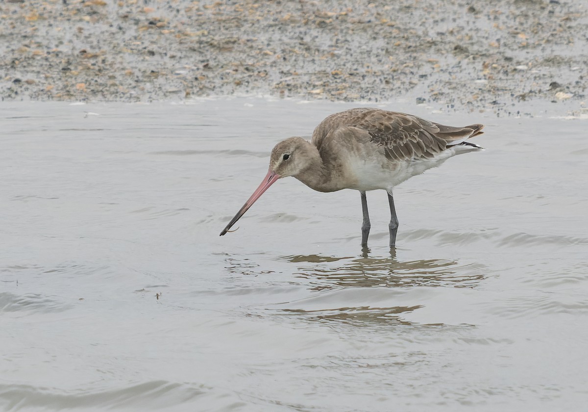 Black-tailed Godwit - Simon Colenutt