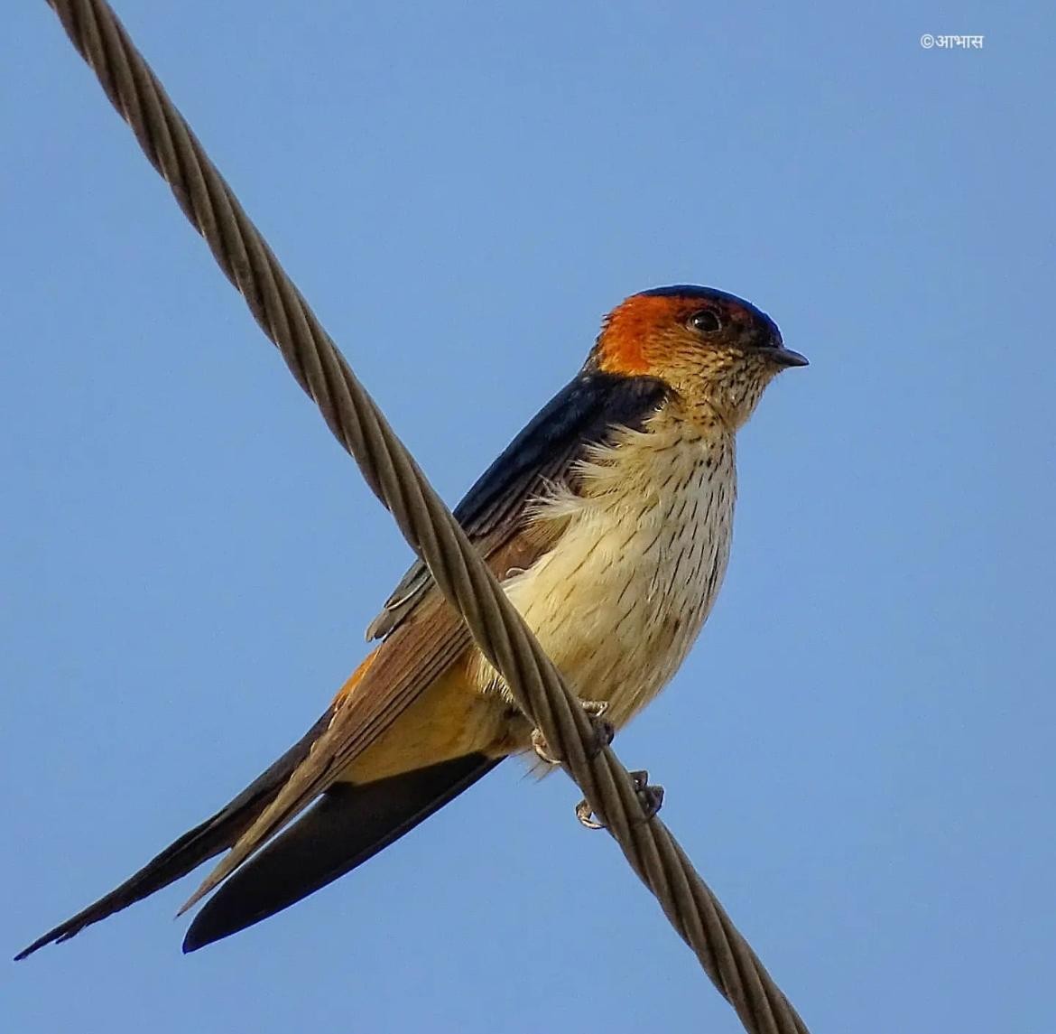Eastern Red-rumped Swallow (Daurian) - ML621439962