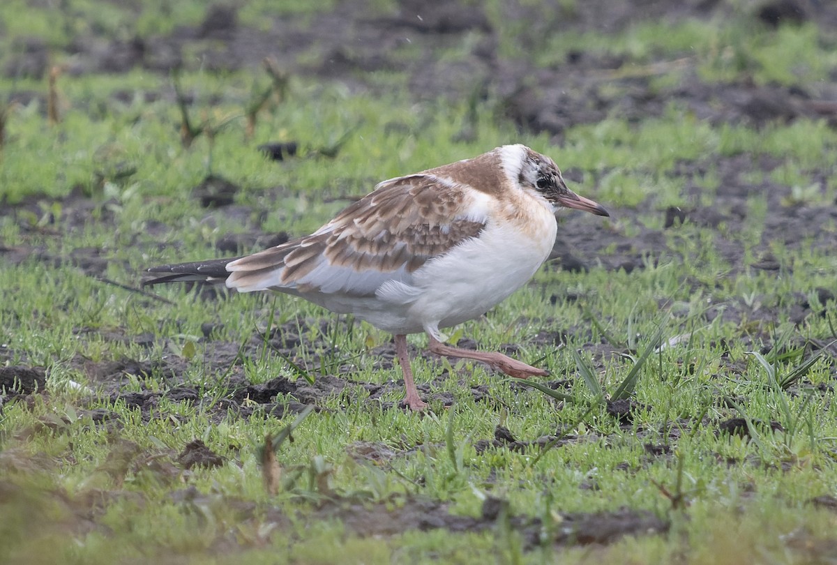 Black-headed Gull - ML621439967