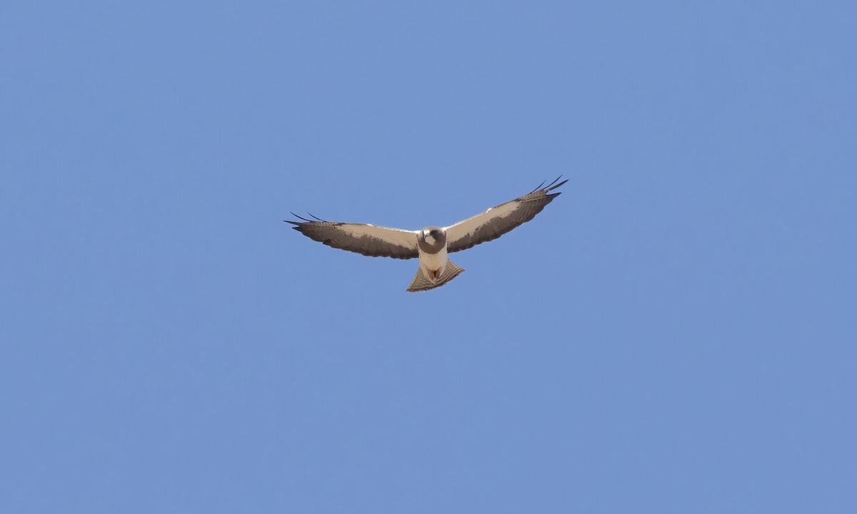 Swainson's Hawk - ML621439969