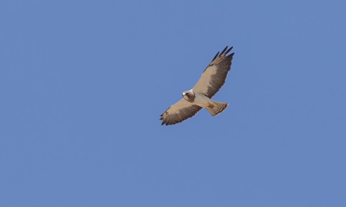 Swainson's Hawk - ML621439970