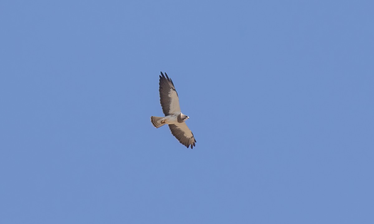 Swainson's Hawk - Paul Fenwick