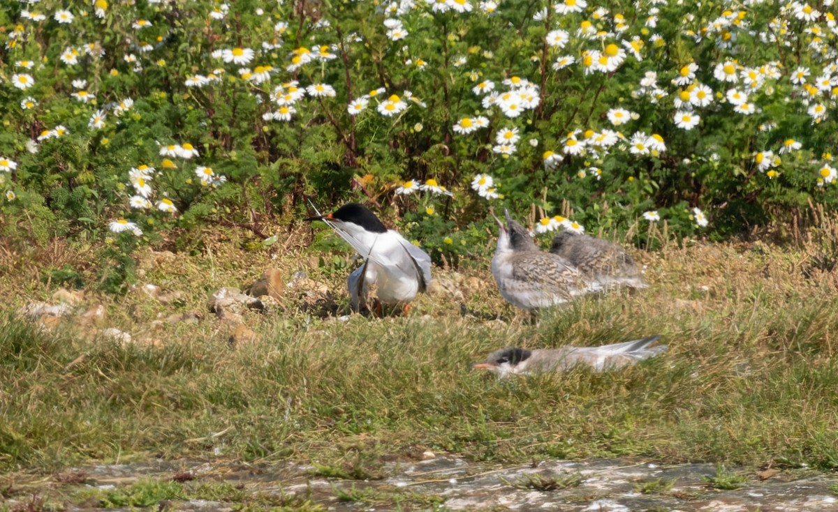 Roseate Tern - ML621440018