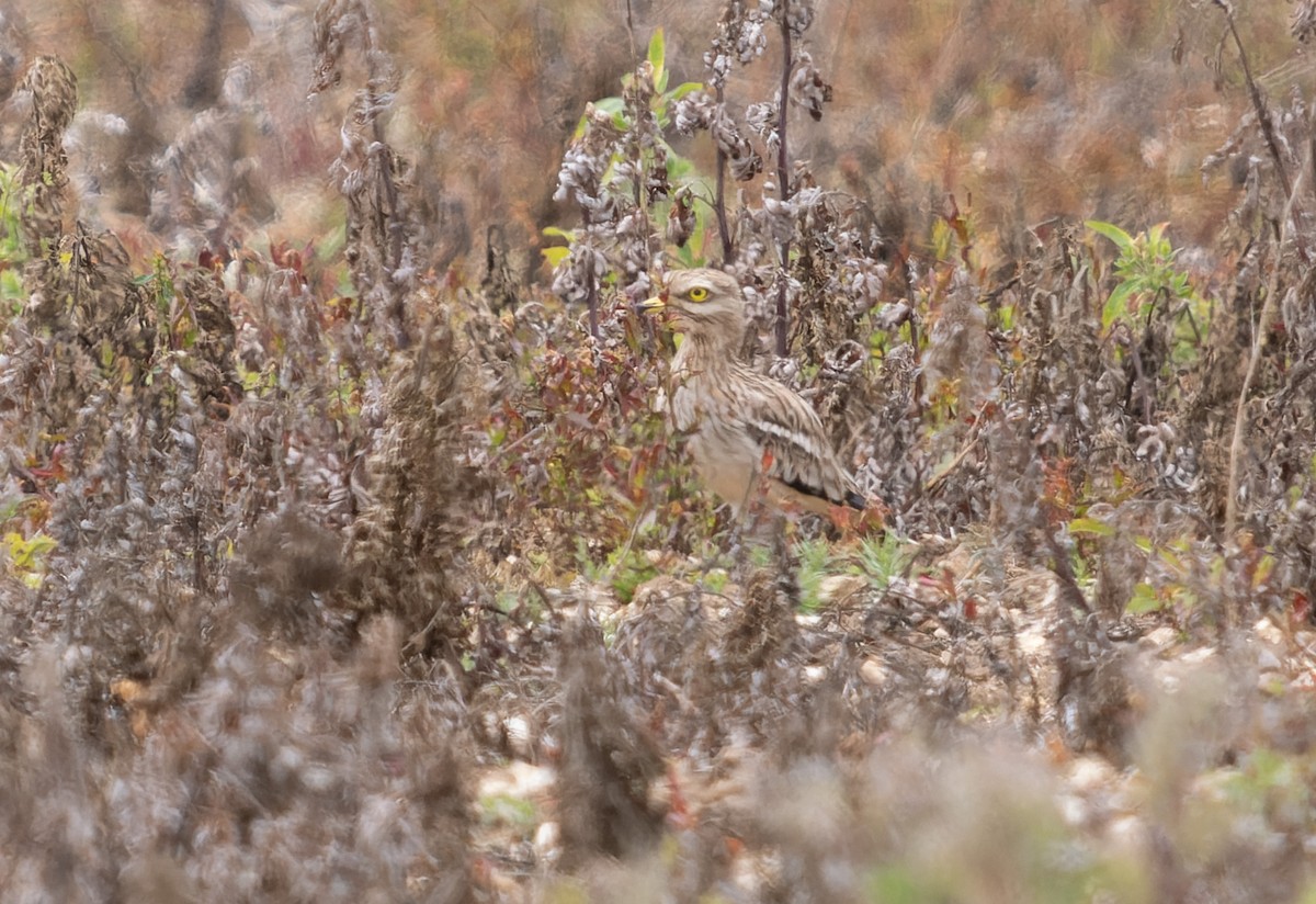 Eurasian Thick-knee - ML621440052