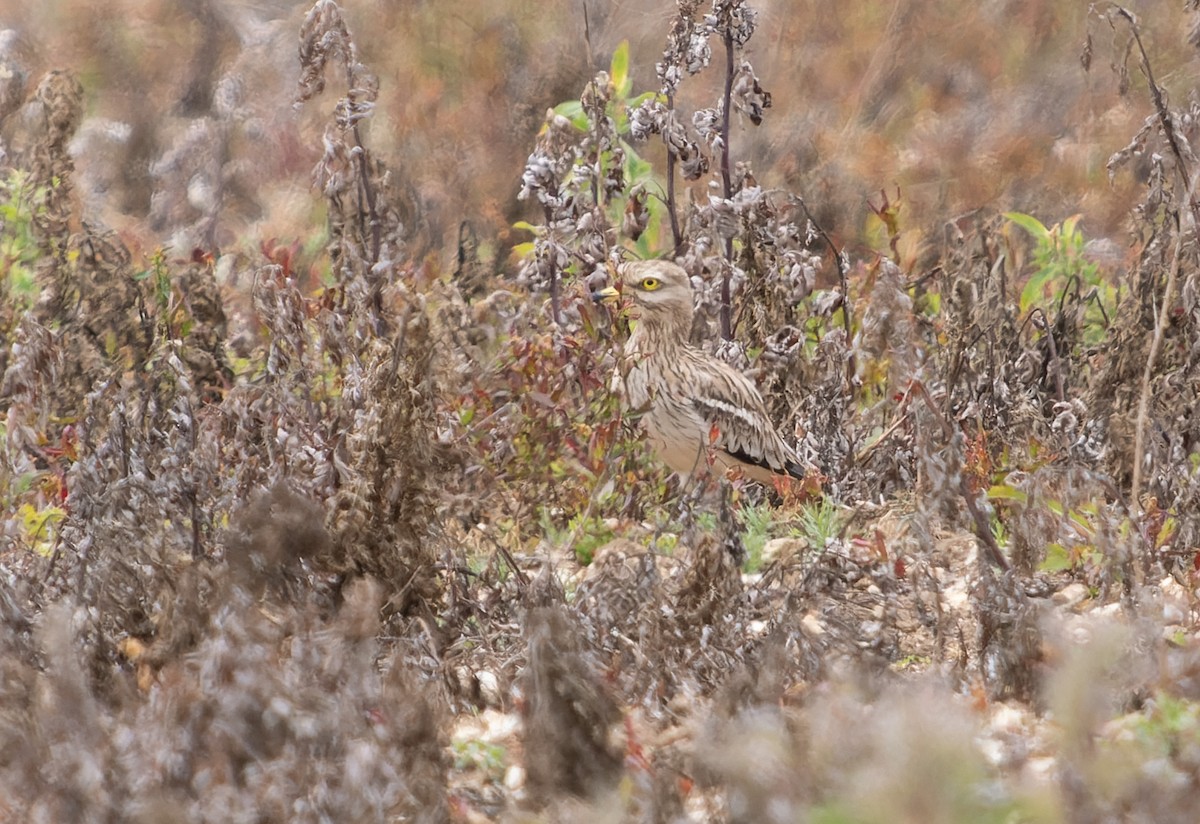 Eurasian Thick-knee - ML621440054