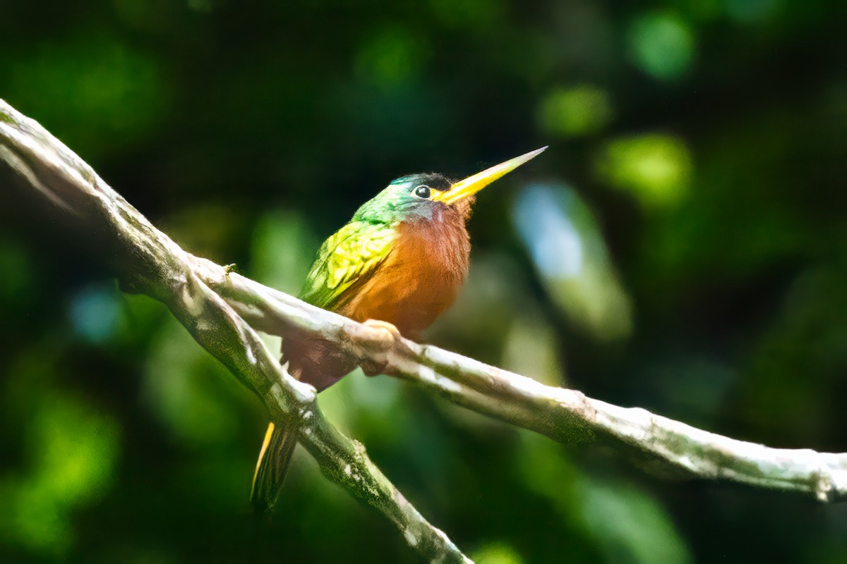 Blue-cheeked Jacamar - ML621440062