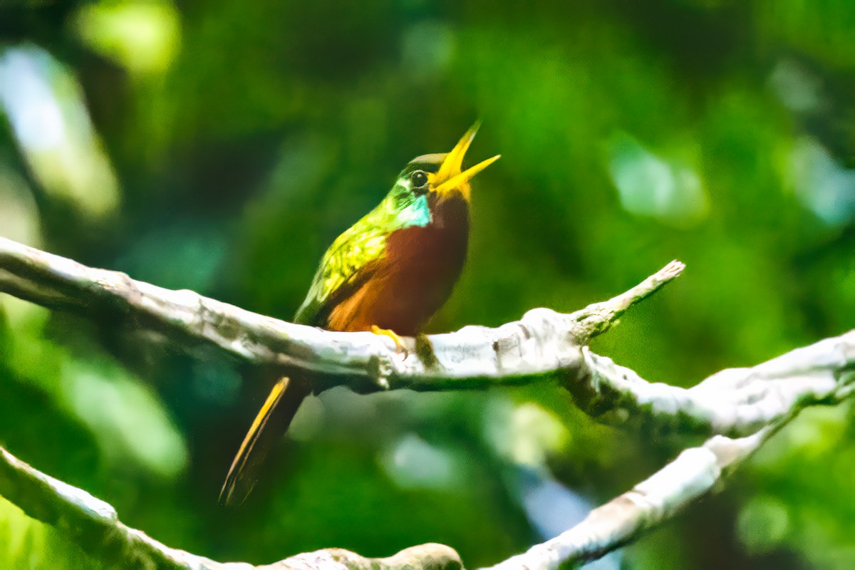 Blue-cheeked Jacamar - ML621440063