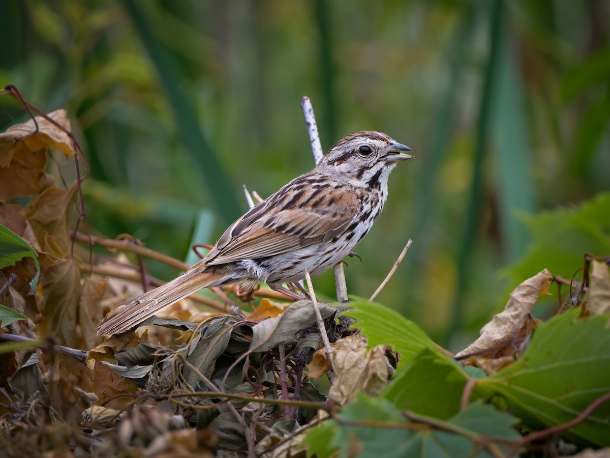 Song Sparrow - ML621440093