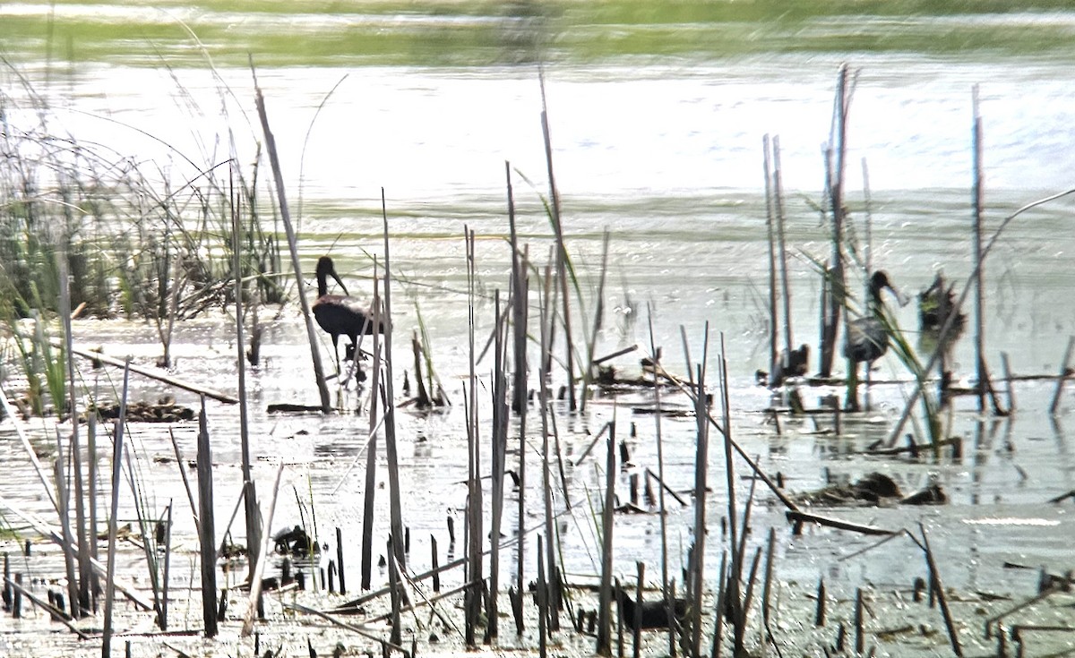 Glossy Ibis - ML621440205