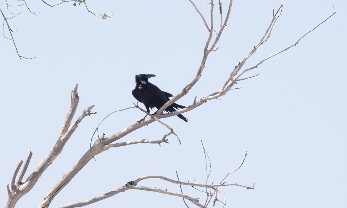 kaktusravn - ML621440254