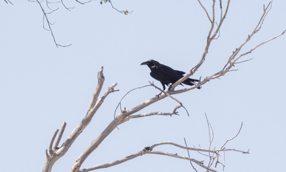 kaktusravn - ML621440255