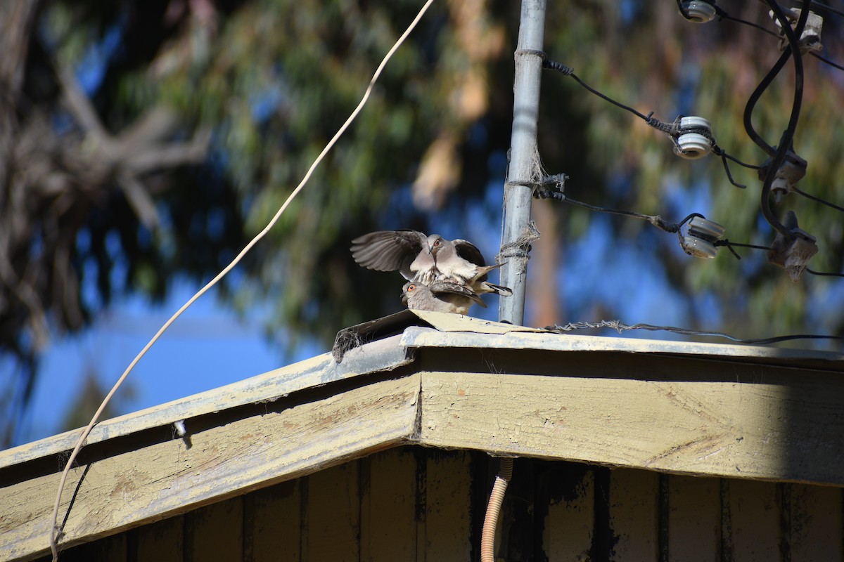 Bare-faced Ground Dove - ML621440560