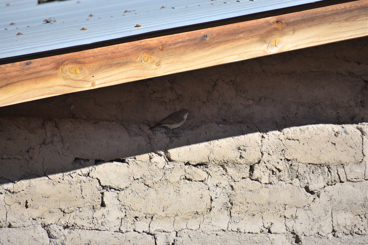 Spot-billed Ground-Tyrant - ML621440590