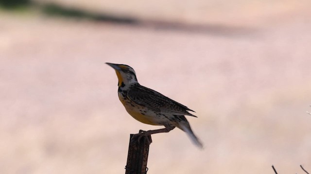 Chihuahuan Meadowlark - ML621440698