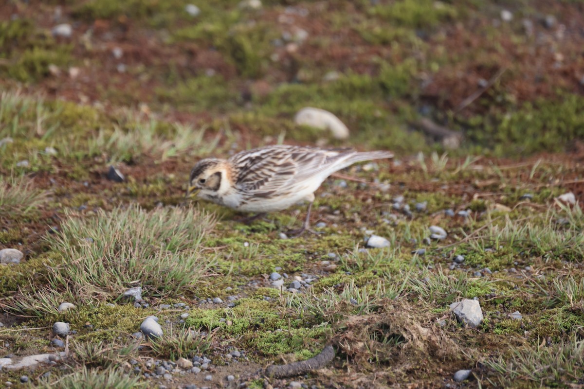 Lapland Longspur - ML621440716