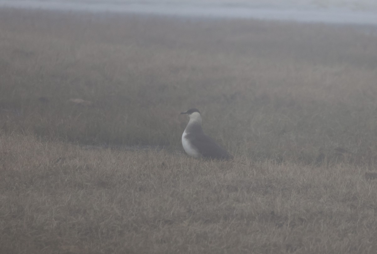 Long-tailed Jaeger - ML621440722