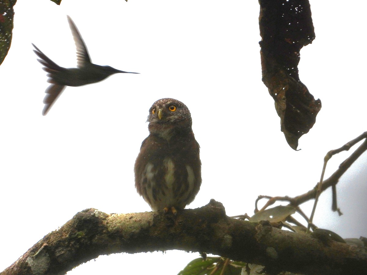 Cloud-forest Pygmy-Owl - ML621440750