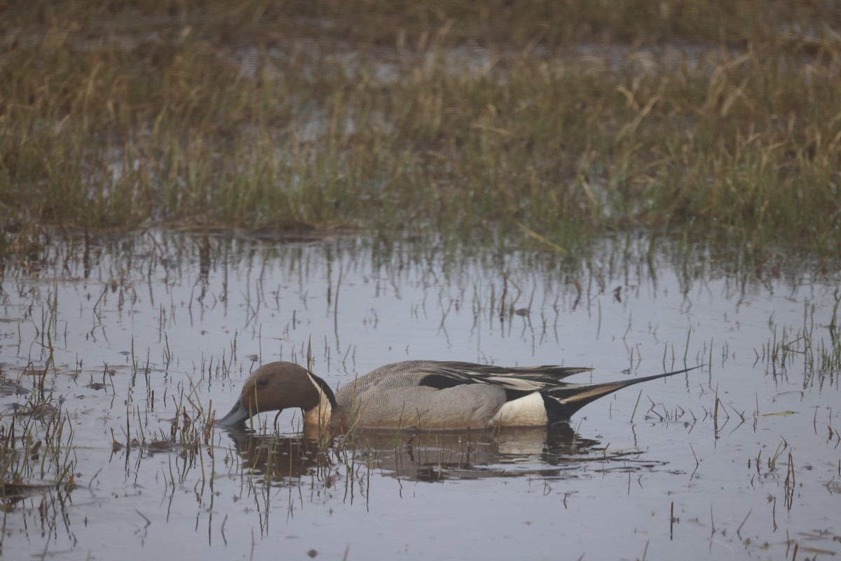 Northern Pintail - ML621440761