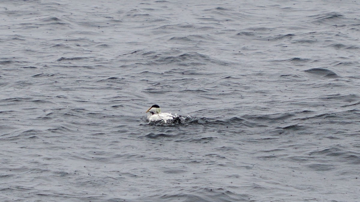 Common Eider - ML621440867