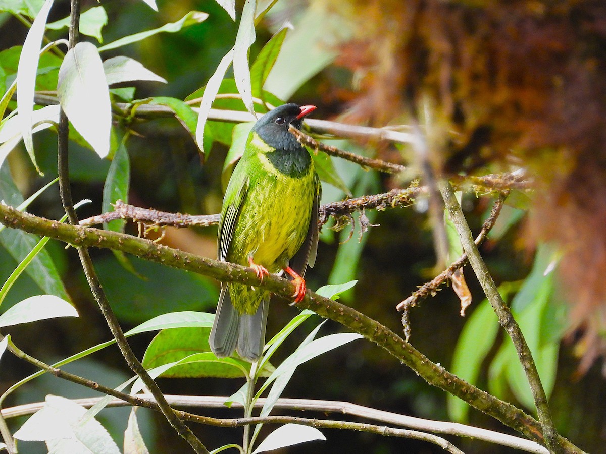 Green-and-black Fruiteater - Robert Lambeck