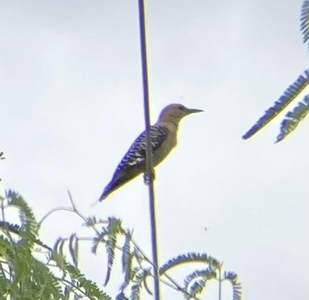 Gila Woodpecker - ML621440894