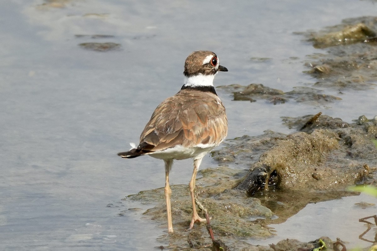 Killdeer - Ryan Ludman