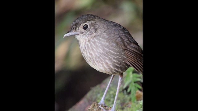 Cundinamarca Antpitta - ML621440997