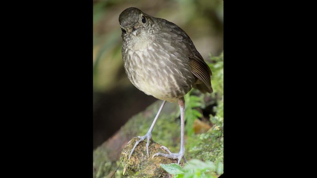 Cundinamarca Antpitta - ML621440998