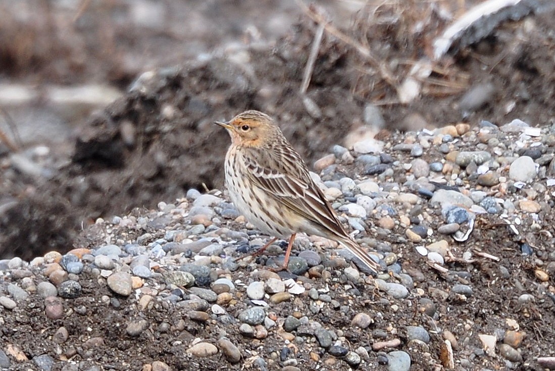 Red-throated Pipit - ML621441097