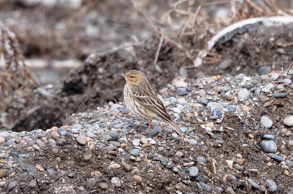 Red-throated Pipit - ML621441098