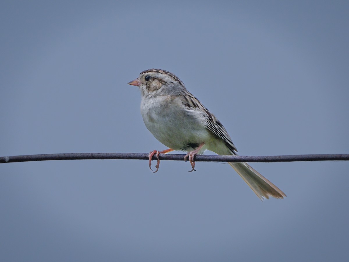 Clay-colored Sparrow - Myron Peterson