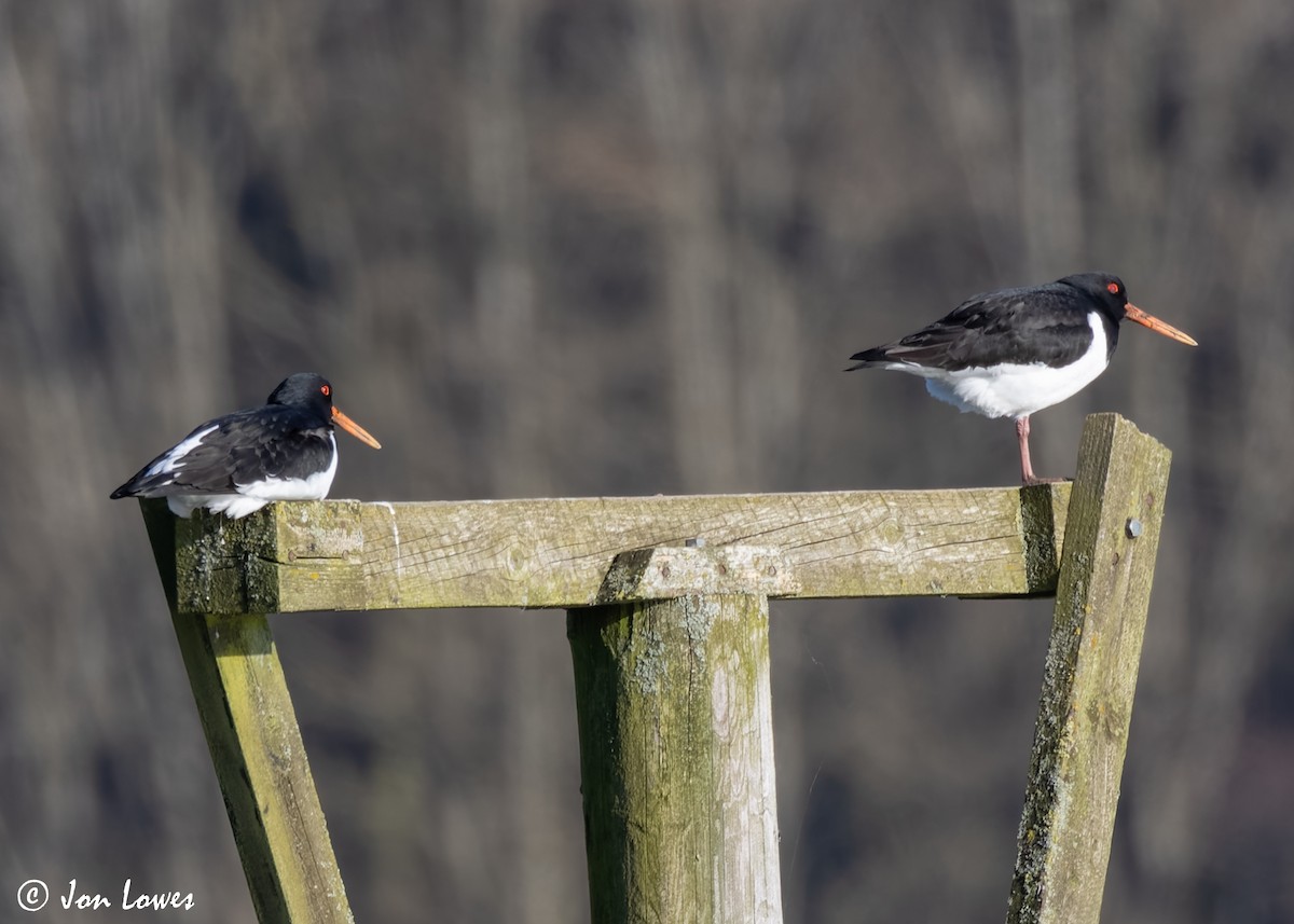 Huîtrier pie (ostralegus/longipes) - ML621441161