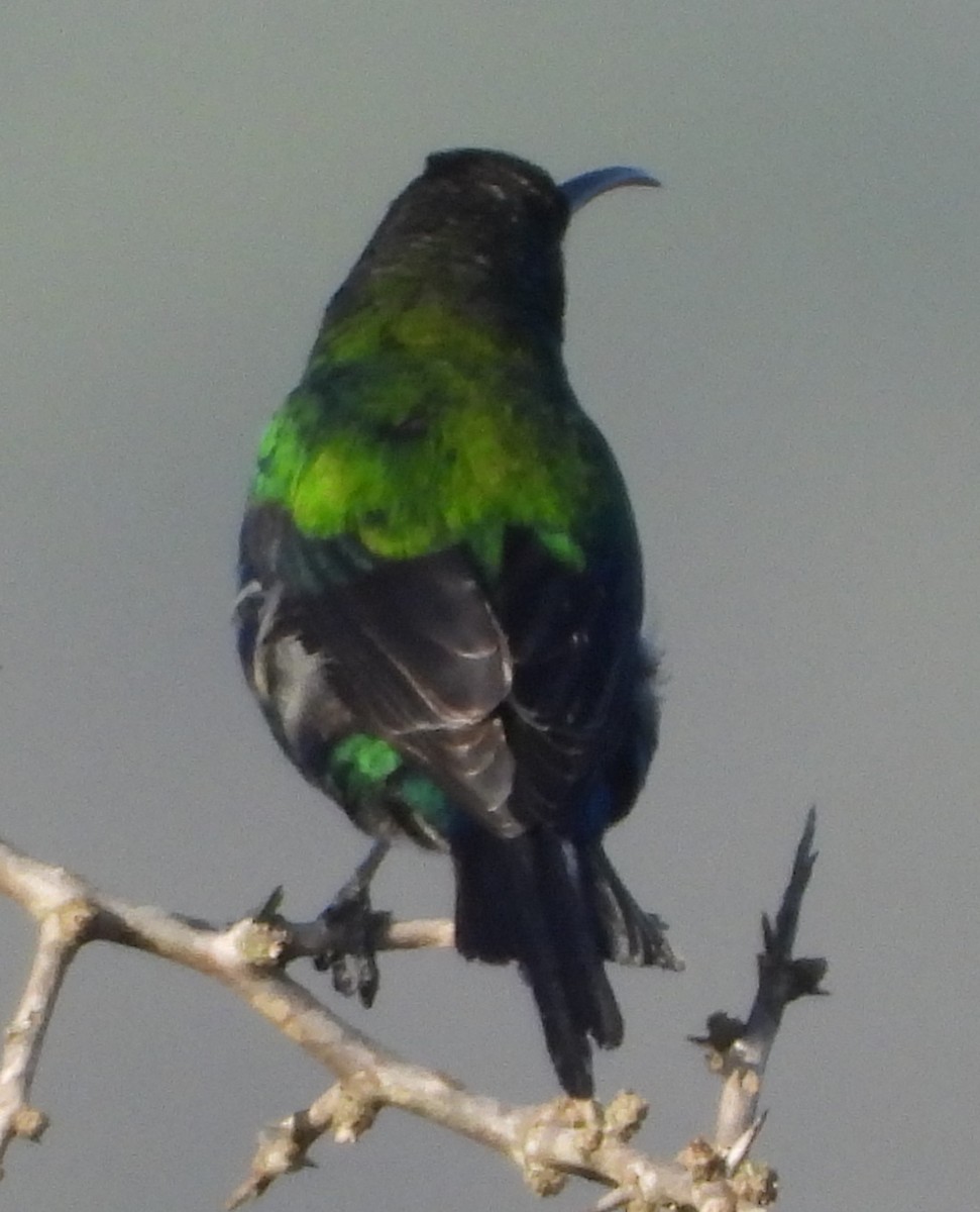 Malachite Sunbird - ML621441194