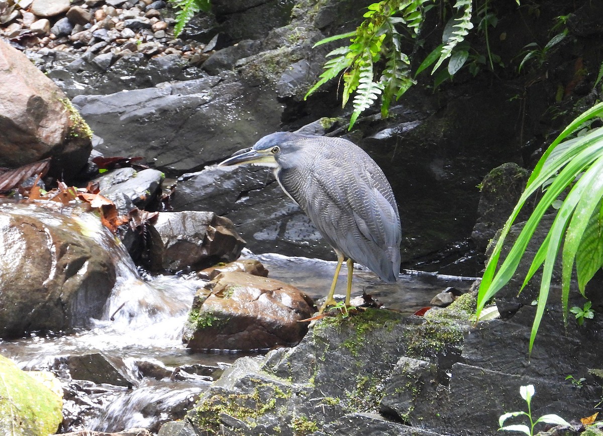 Fasciated Tiger-Heron - ML621441218