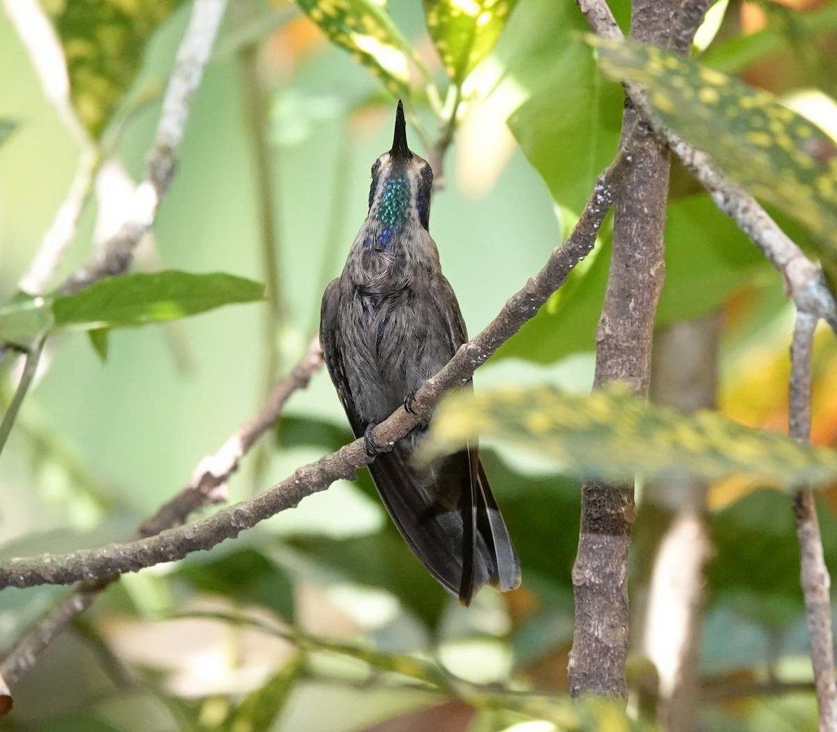 Brown Violetear - ML621441238