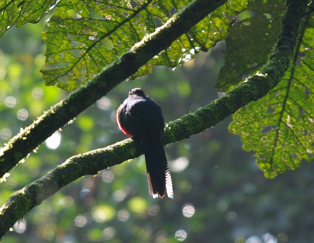 Bar-tailed Trogon - ML621441239