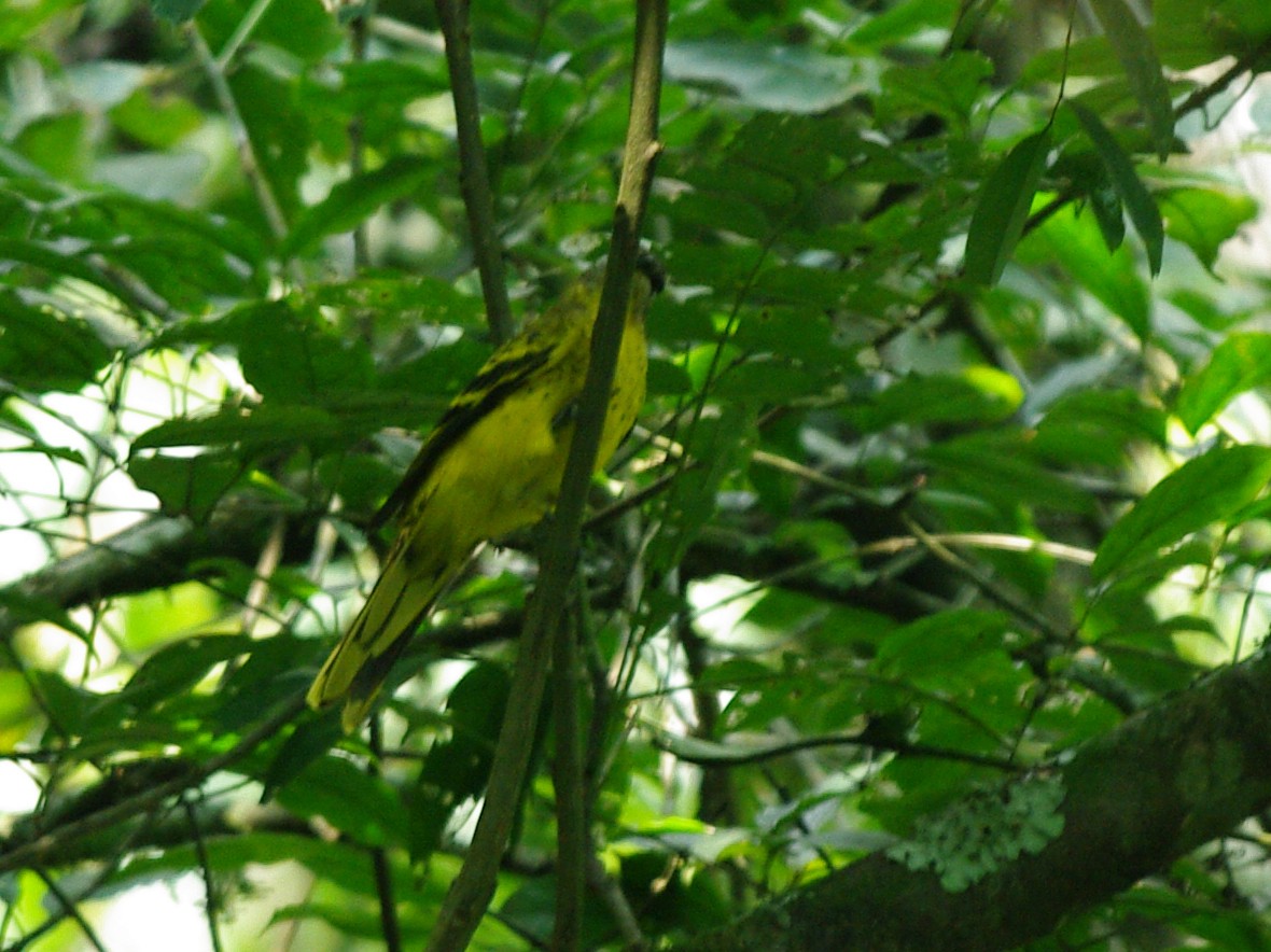 Petit's Cuckooshrike - ML621441277