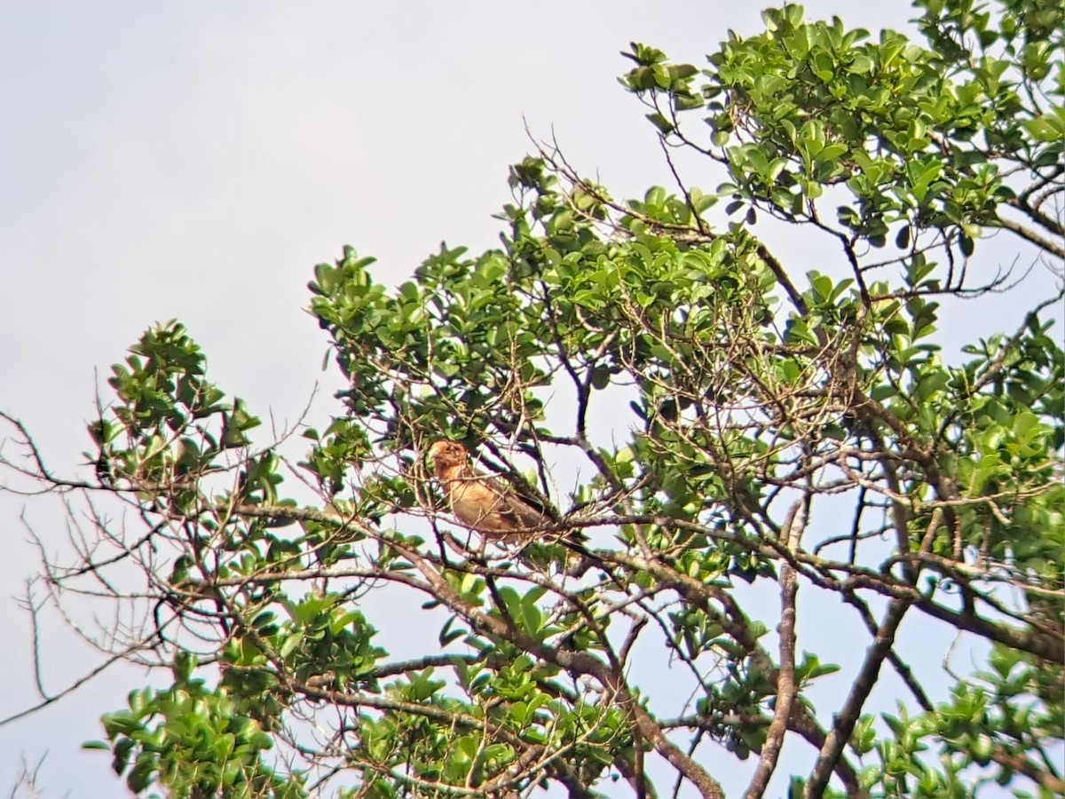 Yellow-headed Caracara - ML621441304