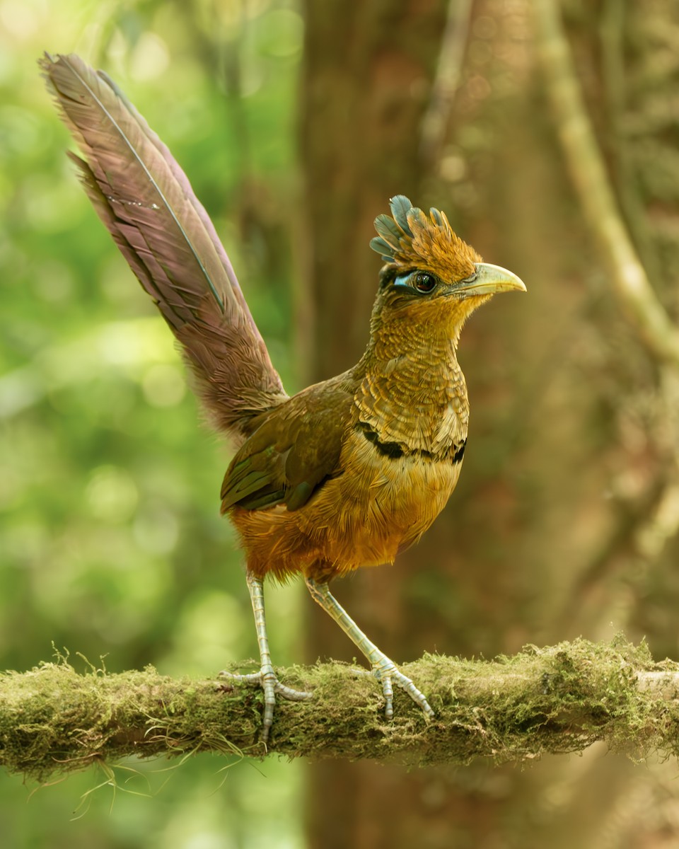 Rufous-vented Ground-Cuckoo - ML621441335