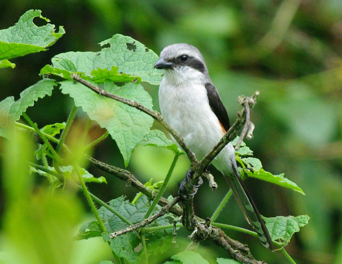 Mackinnon's Shrike - ML621441336