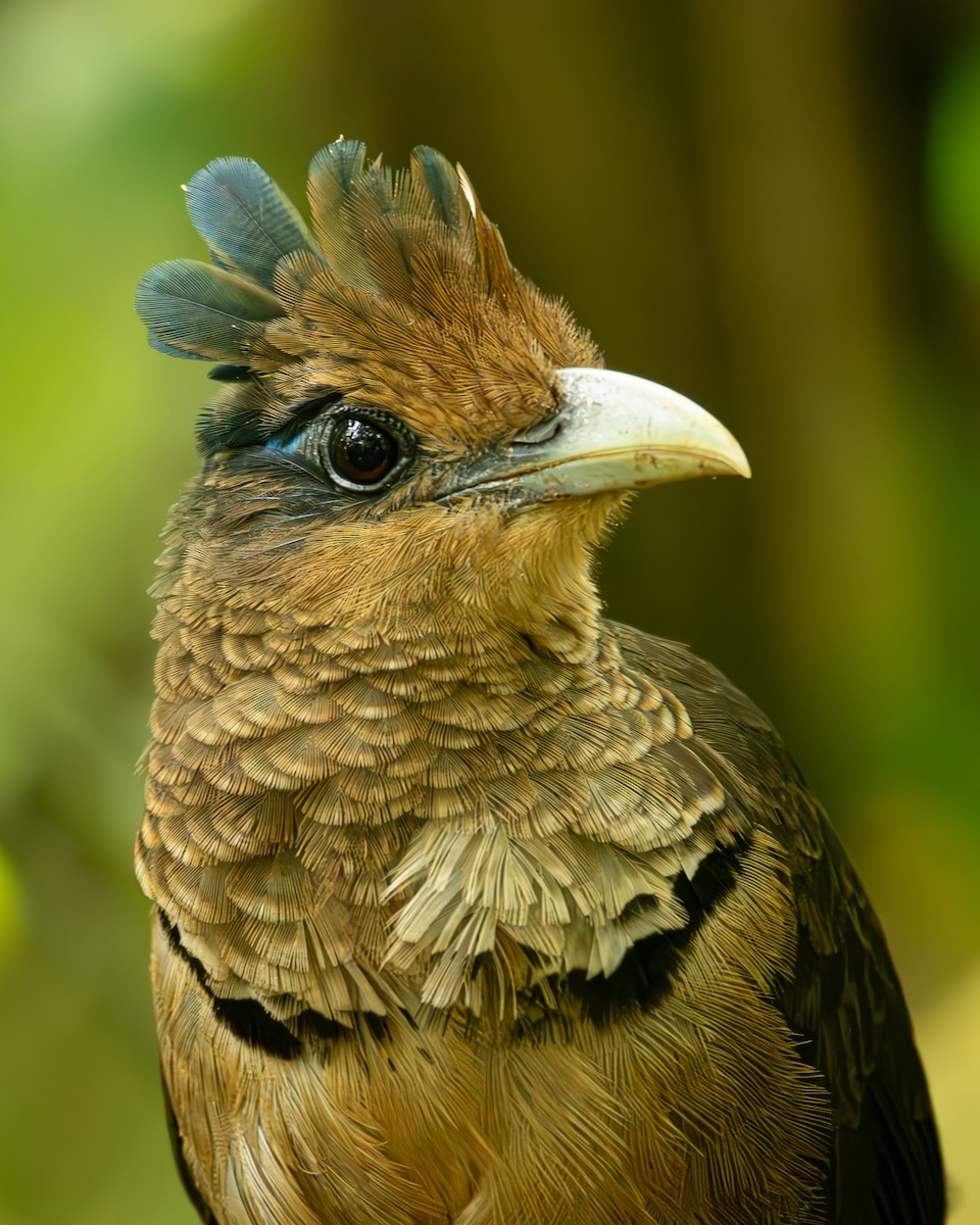 Rufous-vented Ground-Cuckoo - ML621441338