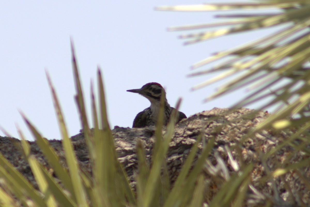 Ladder-backed Woodpecker - ML621441340