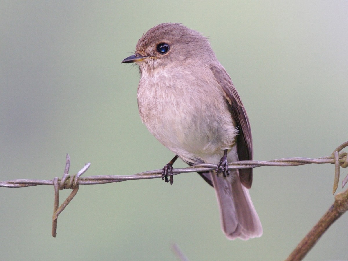 African Dusky Flycatcher - ML621441415