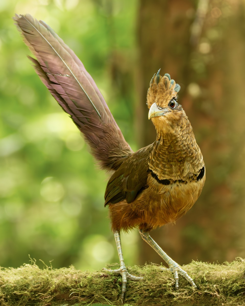 Rufous-vented Ground-Cuckoo - ML621441416