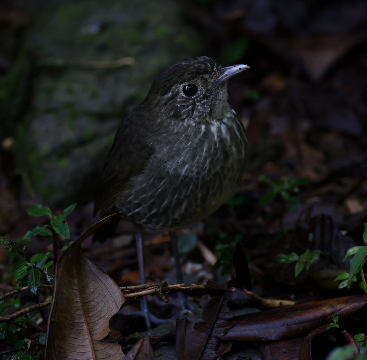 Cundinamarca Antpitta - ML621441463